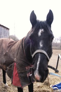 5. Niagara Riding Stables - Cobra