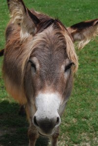 donkey lazy five ranch