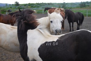 5. icelandic ponies