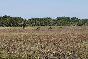 Cumberland Island