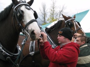 Draft horse preparation at the annual Rockton World's Fair in Rockton, Ontario