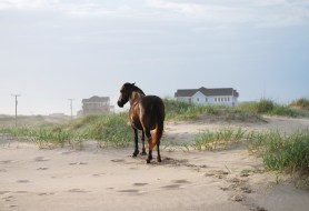 wild horse in the outerbanks, North Carolina