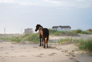 wild horse OBX