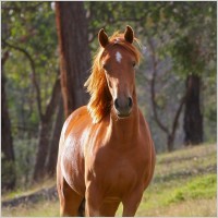 horse_stella_animal_217610