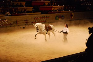 White Stallions of Medieval Times