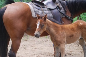 Mare and foul made the two day journey