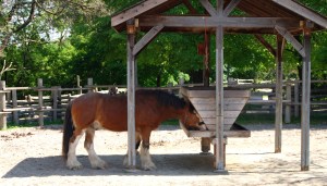 Riverdale Farms Clydesdale, Rooster, in Toronto, Ontario