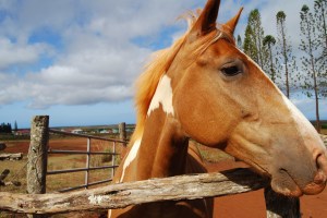 Horse at Stables at Ko'ele in Lanai, Hawaii