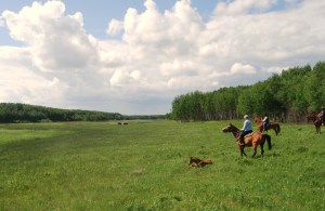 Spotting wild bison in Prince Albert National Park, Saskatchewan