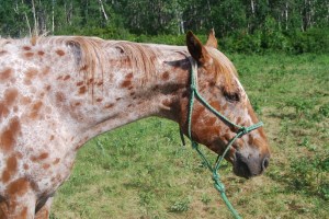 Apple Jack a favourite horse at Sturgeon River Ranch Adventures