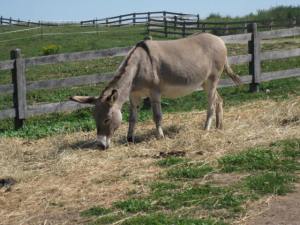 Grazing at the Donkey Sanctuary of Canada