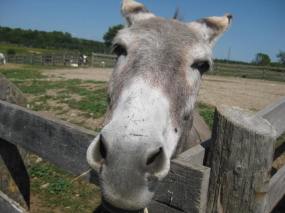 donkey at Donkey Sanctuary of Canada horsetrotting.net