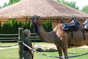 Stanley the camel at the Granby Zoo, Quebec