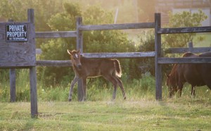 horse OBX