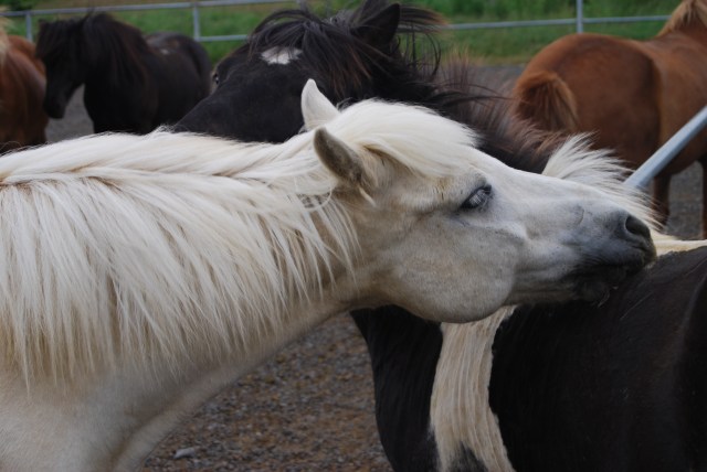 icelandic horses TELENKO