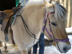 trail riding Deerhurst
