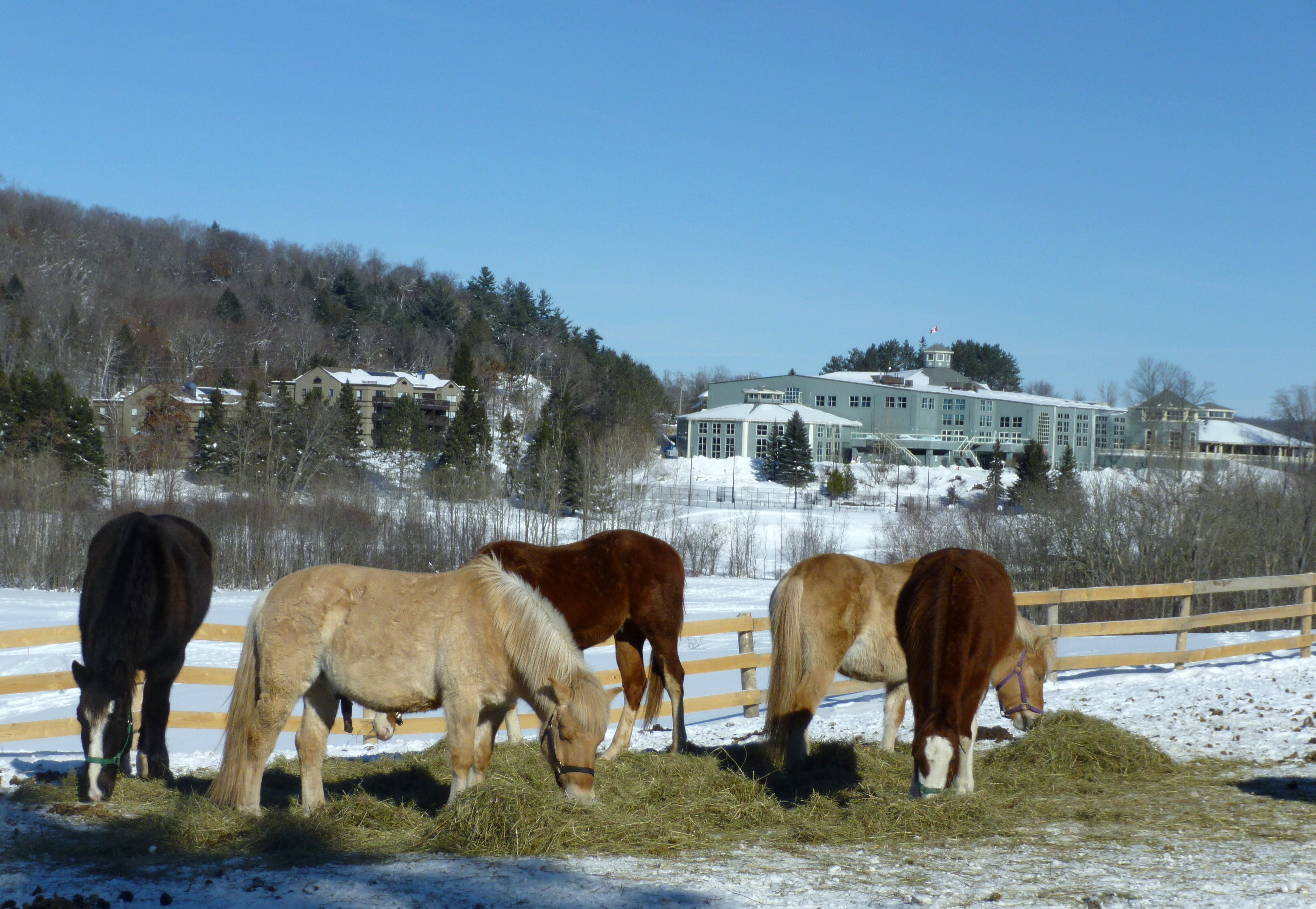 Deerhurst horses
