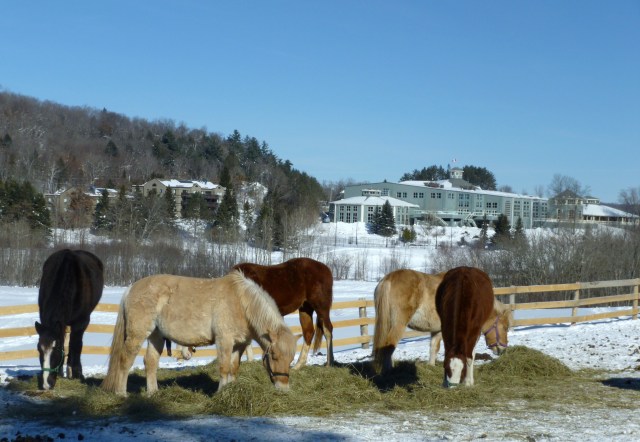 Deerhurst horses