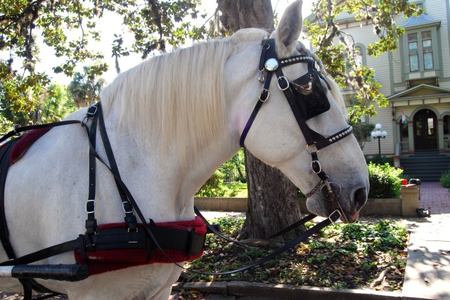 carriage horse