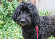 Victor star of www.dogtrotting.net