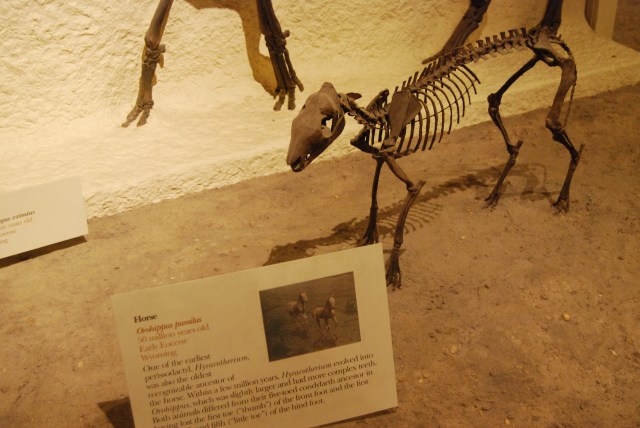 horse, fossiles, D.C. Smithsonian