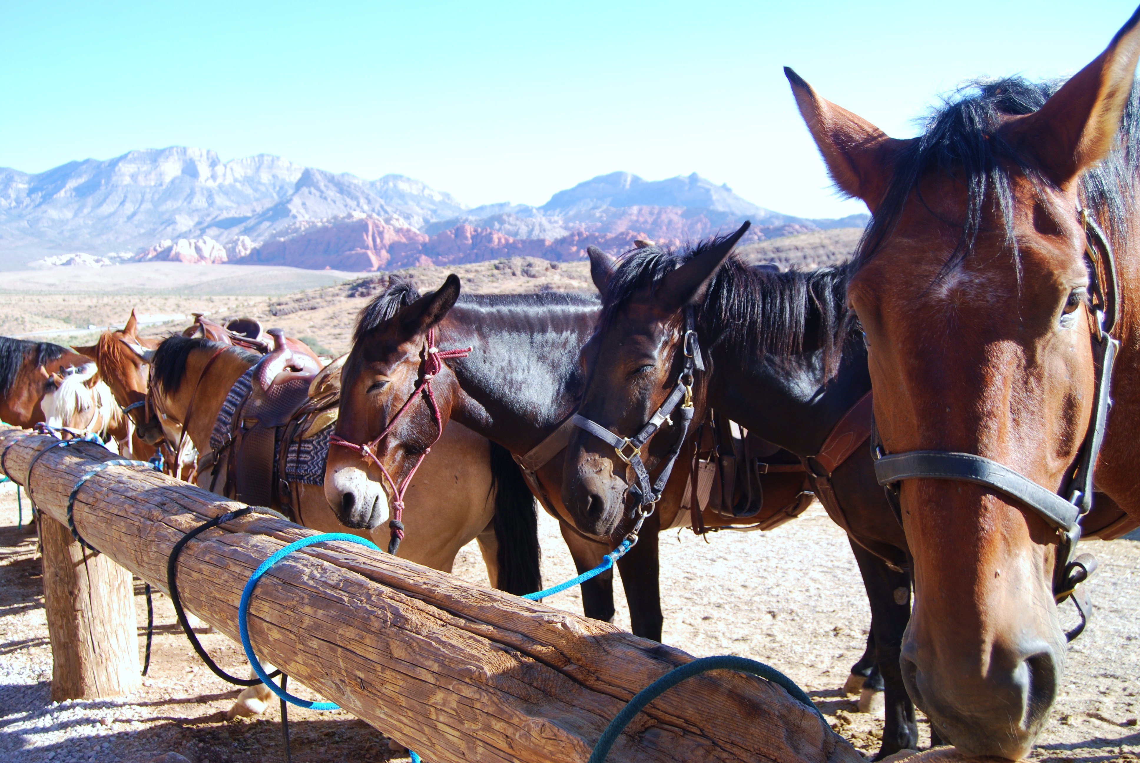 horses at Red Rock Canyon conservation area