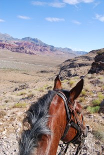 horse Las Vegas
