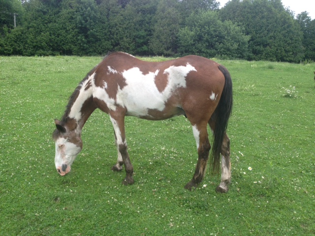 a horse named Bear at the Irwin Inn
