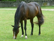 Belle Meade Plantation Lawn Ornament