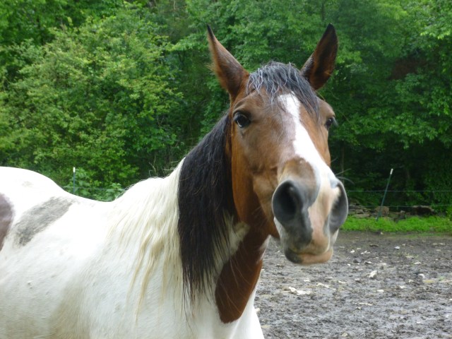 Riding horse at Juro Stables in Nashville