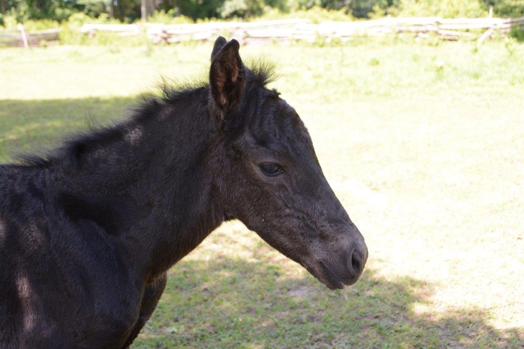 foal at Upper Canada Village