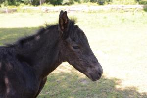 foal at Upper Canada Village