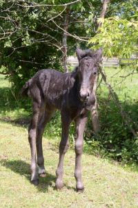 new foal at Upper Canada Village