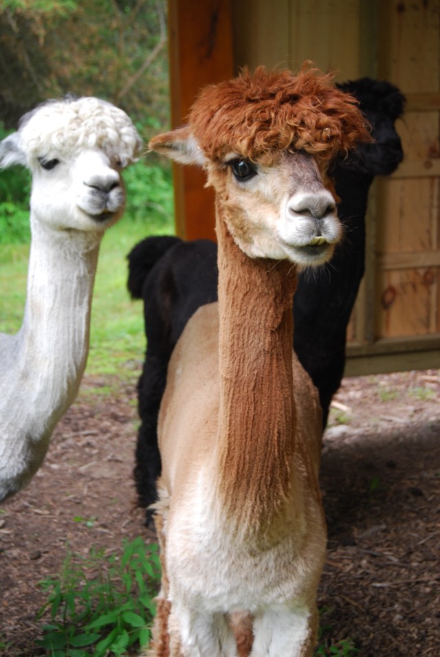 alpacas
