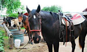 horse at Kurtz Corral, Wisconsin