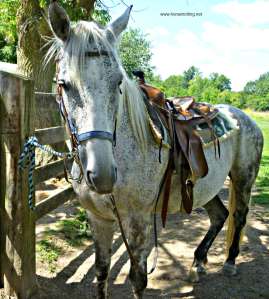 Spartan the Standardbred