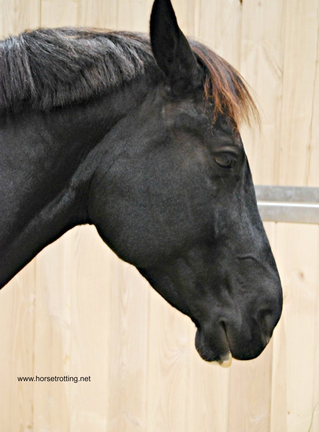 Horse featured at the Spirit of the Horse exhibit at the Royal Winter Fair 2015