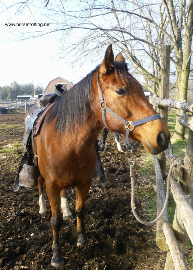 Arabian trail horse www.horsetrotting.net