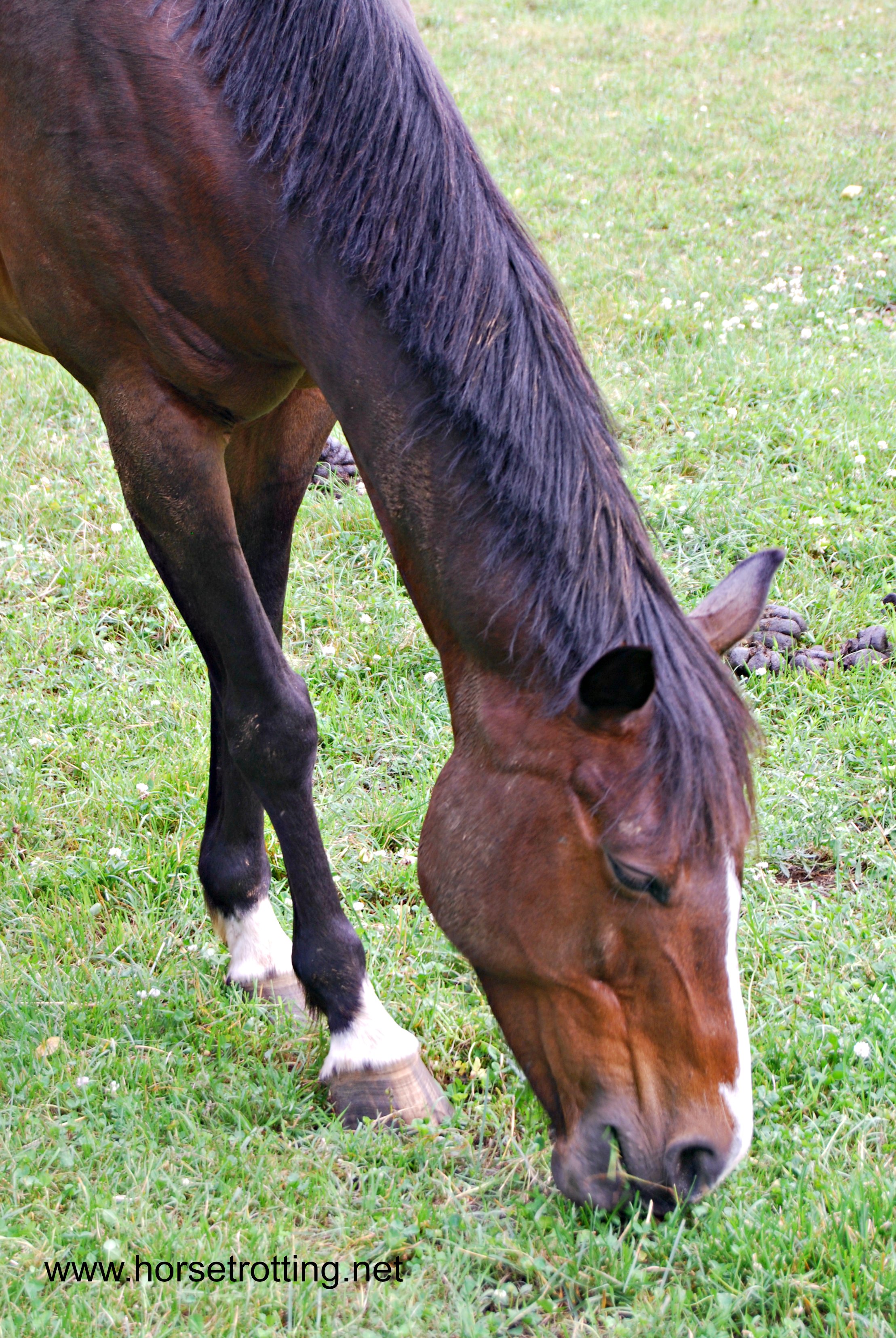 Belle Meade Plantation Horse