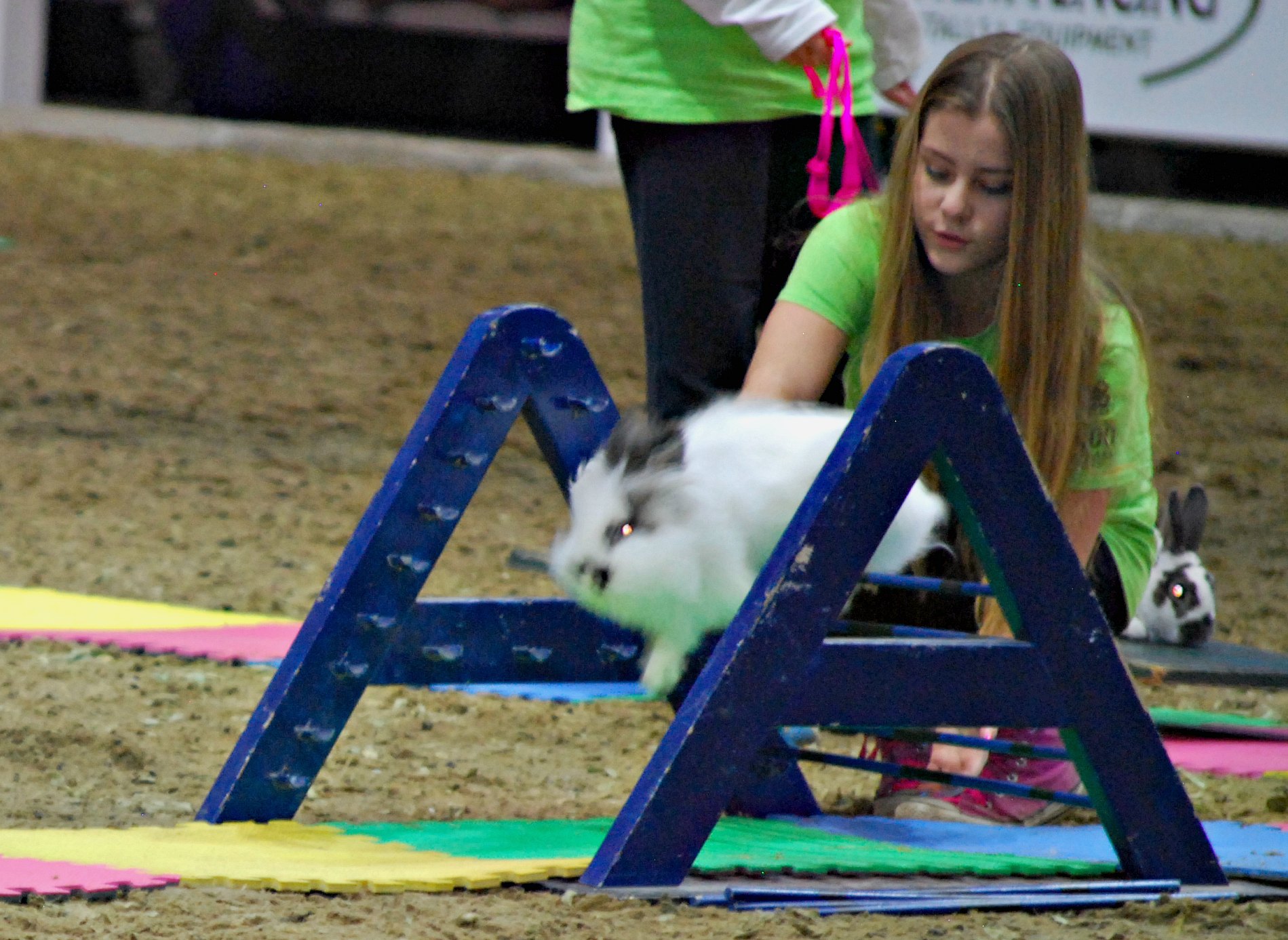 Bunny Jumping at the Royal Winter Fair, Toronto