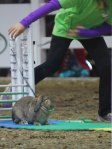 Bunny Jumping at the Royal Winter Fair, Toronto