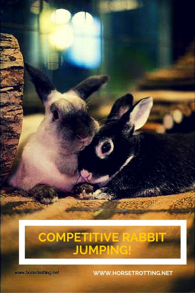 rabbit jumping bunny hopping