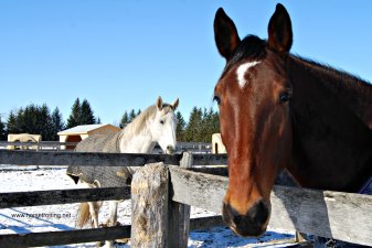 Dante and Flora horses FEEL