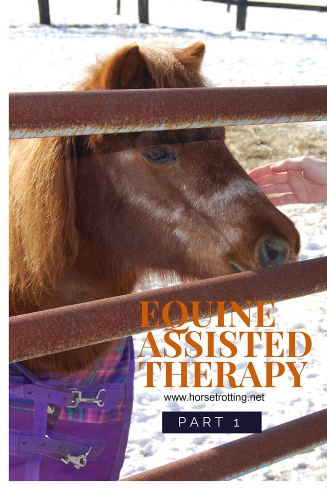 Equine assisted therapy horse