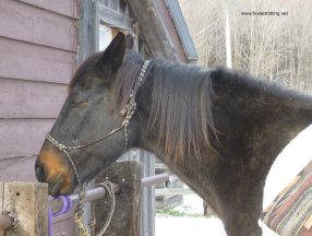 thoroughbred trail riding