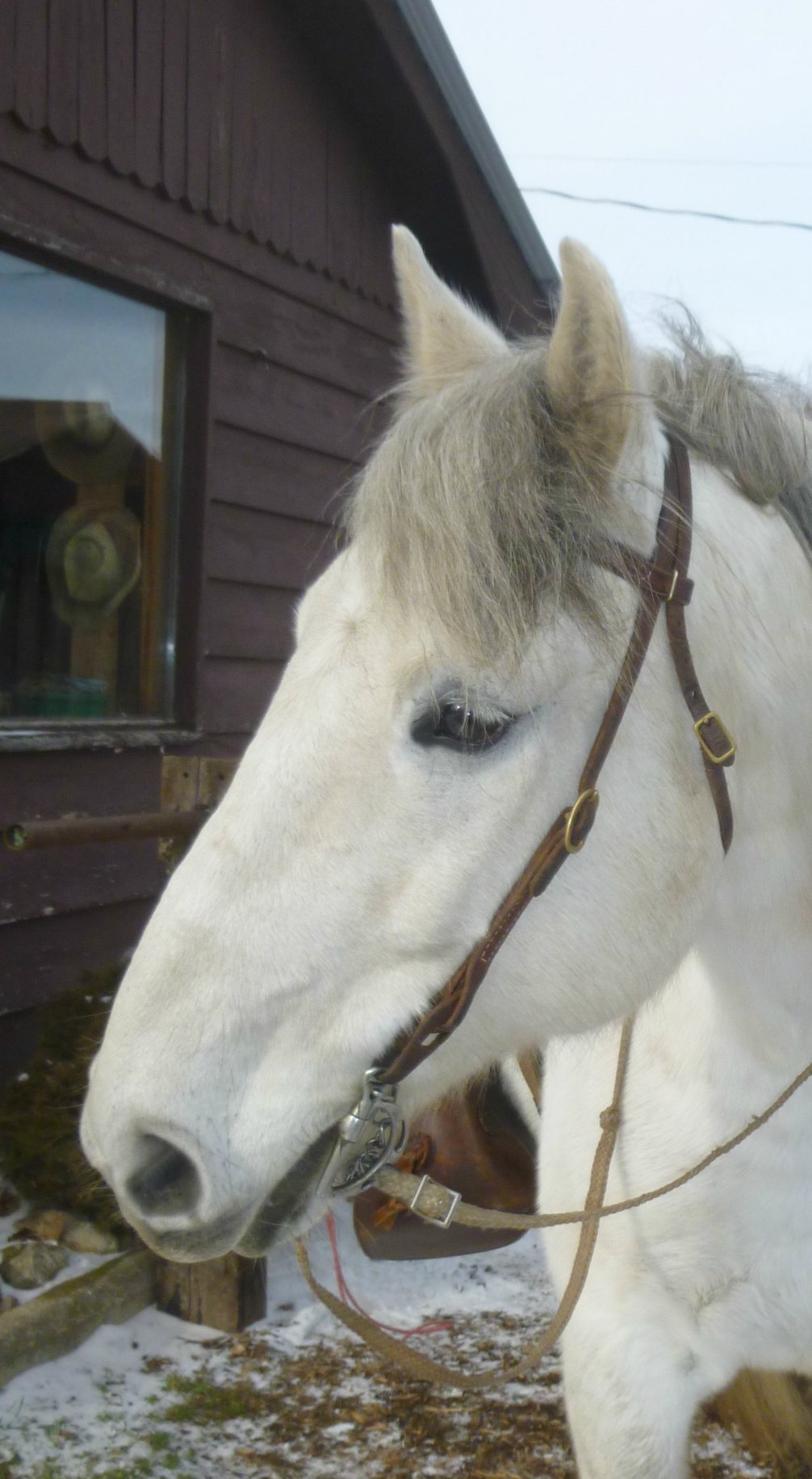 horseback trail riding Caledon, Ontario