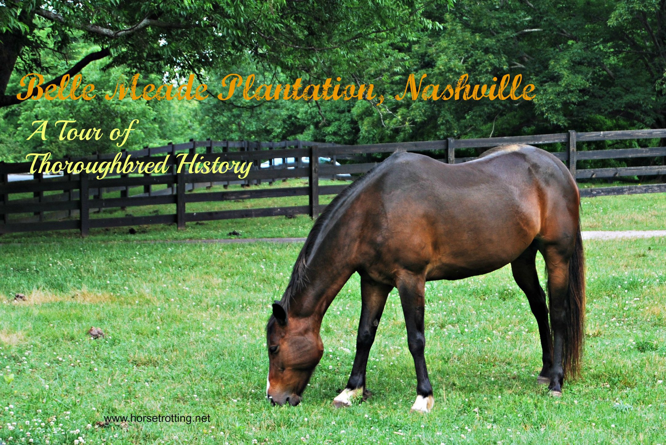 Belle Meade Plantation Horse Nashville