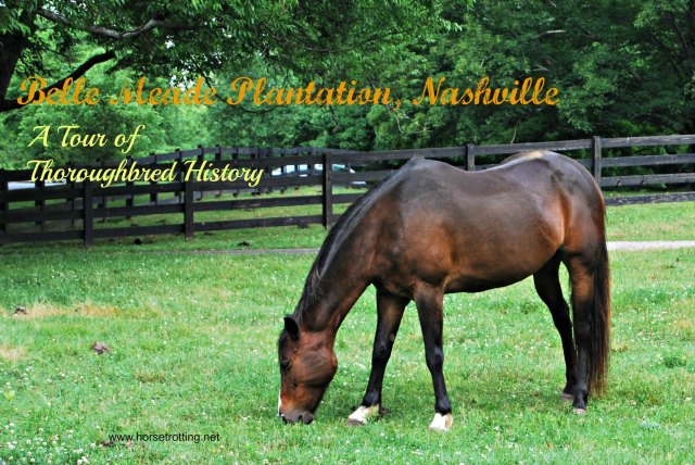 Belle Meade Plantation Horse Nashville