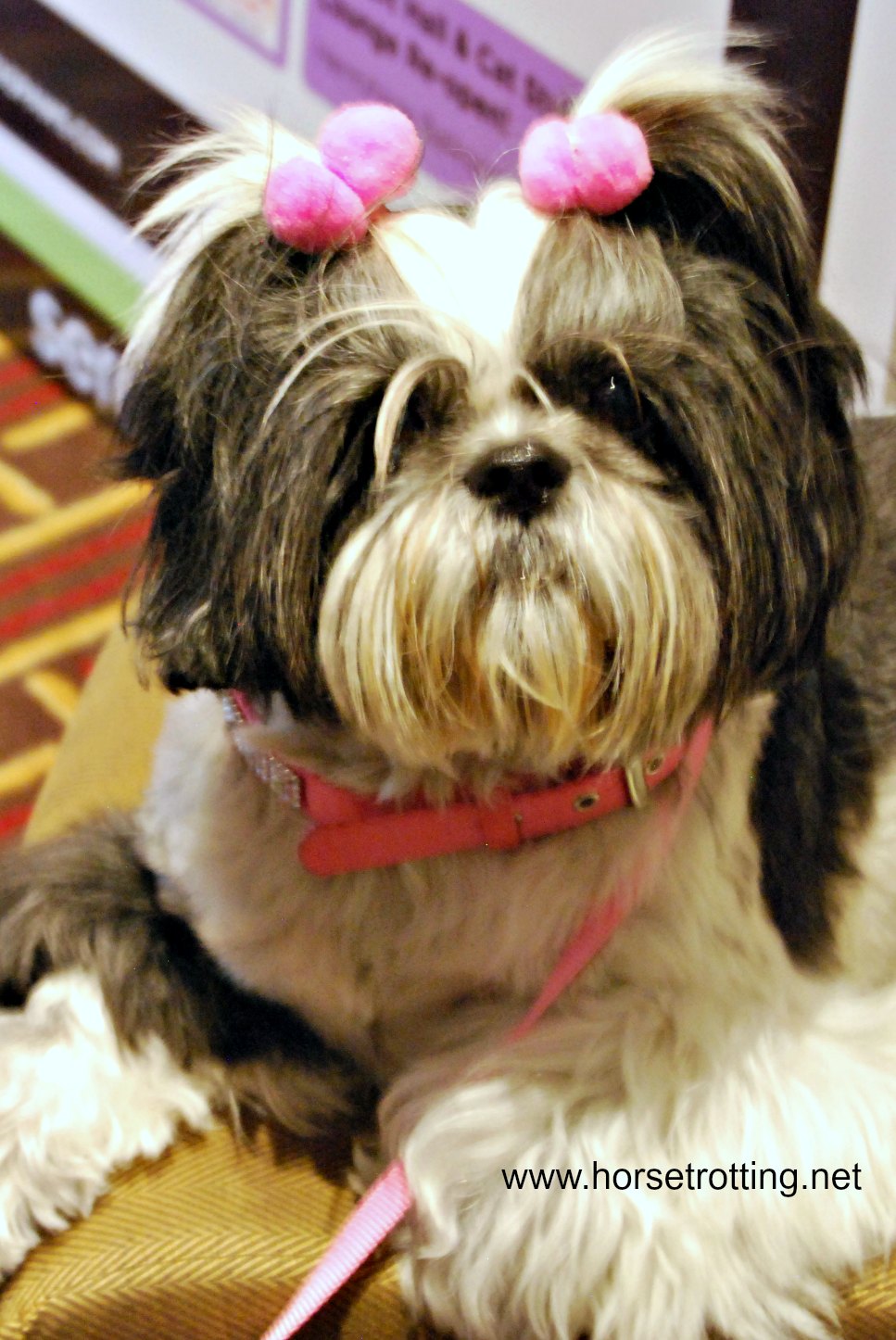 BlogPaws 2015 Dog