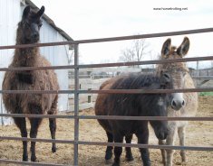 llama mini burro WHR